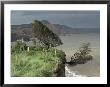 Tree Tumbling Over Cliff Edge, East Devon, England, United Kingdom by Cyndy Black Limited Edition Print