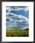 Blue Sky And Clouds Above Acres Of Sunflowers by Fogstock Llc Limited Edition Print