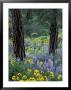 Balsam Root And Lupines Among Pacific Ponderosa Pine, Rowena, Oregon, Usa by Jamie & Judy Wild Limited Edition Print