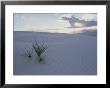 A Lonely Yucca Plant Hangs On In The Middle Of White Dunes by Bobby Model Limited Edition Pricing Art Print