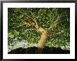A Bonsai Japanese Maple Tree (Acer Palmatum) by Darlyne A. Murawski Limited Edition Pricing Art Print