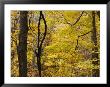 Fall Leaves Begin To Turn In Dick Cove, An Old Growth Forest by Stephen Alvarez Limited Edition Print