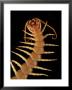 A Giant Desert Centipede Six Inches In Length by George Grall Limited Edition Pricing Art Print