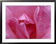 A Close View Of The Petals Of A Pink Rose by Todd Gipstein Limited Edition Print