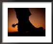 A Silhouette Of A Boot And Spur by Todd Gipstein Limited Edition Print