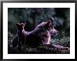 Captive Wolf Pup With Parent by Joel Sartore Limited Edition Print