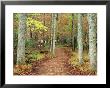Forest Trail, Cades Cove, Great Smoky Mountains National Park, Tennessee by Richard Cummins Limited Edition Print