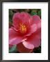 Camellia (Mirage), Shrub by Mark Bolton Limited Edition Print