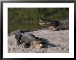 American Alligators In A Breeding Pond by Raymond Gehman Limited Edition Print