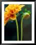 Dahlia Detail, Bellevue Botanical Garden, Washington, Usa by Jamie & Judy Wild Limited Edition Print