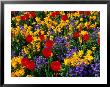 Flowers In Trentham Gardens, England, Trentham, United Kingdom by Chris Mellor Limited Edition Pricing Art Print