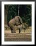 Two African Forest Elephants Mating by Michael Fay Limited Edition Print