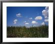 Puffy Clouds Fill A Blue Sky Over Tall Grasses In The Everglades by Raul Touzon Limited Edition Print