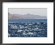Porpoises Leap From The Waters Of The Gulf Of California by Walter Meayers Edwards Limited Edition Print