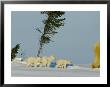 Polar Bear Triplets Follow In Their Mothers Footsteps by Norbert Rosing Limited Edition Print