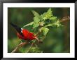 View Of An Iiwi Bird On Akala Or Hawaiian Raspberry by Chris Johns Limited Edition Print