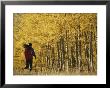 Woman Running In Field By Aspen Trees by Dugald Bremner Limited Edition Print