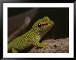 Madagascar Gecko, Bred In Captivity At Fort Worth Zoological Parks Reptile Facility by Bates Littlehales Limited Edition Print
