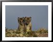 A Close View Of Two Young Arctic Foxes by Norbert Rosing Limited Edition Print