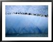 Chinstrap Penguins Lined Up Along A Blue Iceberg by Ralph Lee Hopkins Limited Edition Pricing Art Print