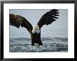 American Bald Eagle Grasps Its Prey Below The Water by Klaus Nigge Limited Edition Pricing Art Print