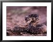 Diamondback Rattlesnake (Crotalus Atrox) by Joel Sartore Limited Edition Print