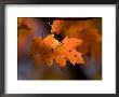 Maple Leaves In The Fall In Middlebury, Vt by Joel Sartore Limited Edition Pricing Art Print