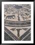 Roman Floor Mosaic, Archaeological Site Of Volubilis, Unesco World Heritage Site, Morocco by R H Productions Limited Edition Print