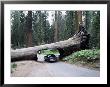 Tunnel Log, 275 Ft Long, Which Fell In 1937, Sequoia National Park by Ursula Gahwiler Limited Edition Print