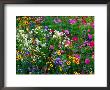Colourful Wildflowers, Usa by Richard I'anson Limited Edition Pricing Art Print