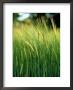 Barley In Summer, Scotland by Iain Sarjeant Limited Edition Print