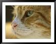 A Close View Of The Profile Of A Domestic Cat by Joel Sartore Limited Edition Pricing Art Print