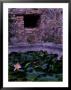 Lilies And 17Th Century Ruins, Virgin Islands National Park, St. John, Caribbean by Jerry Ginsberg Limited Edition Print