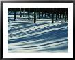 Winter Woodland View Of A Lodgepole Pine Forest In Wyoming by Raymond Gehman Limited Edition Print