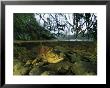 Salmon, Clayoquot Sound, Vancouver Island, British Columbia by Joel Sartore Limited Edition Pricing Art Print