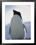 An Adelie Penguin by Bill Curtsinger Limited Edition Print