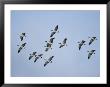 Canada Geese Fly In Formation by Michael S. Quinton Limited Edition Print