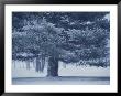Falling Snow Streaks Past A Large Pine Tree During A Storm by Stephen St. John Limited Edition Print
