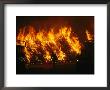 View Of A Forest Fire Near Boise, Idaho In 1996 by Mark Thiessen Limited Edition Print