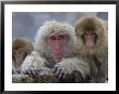 Adult And Two Young Japanese Macaques (Snow Monkeys) On Rock Ledge by Roy Toft Limited Edition Print