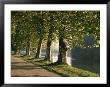 Plane Trees Beside The River Saone Near Macon, Saone Et Loire, Burgundy, France by Michael Busselle Limited Edition Print