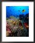 Stonefish On Jackson Reef In Red Sea, Tiran Island, Egypt by Mark Webster Limited Edition Print