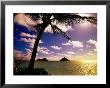 Palm Trees On The Beach At Sunset, Lanikai, U.S.A. by Ann Cecil Limited Edition Print