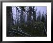 Dead Trees, Colorado by Michael Brown Limited Edition Print