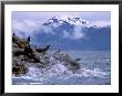 Stellar Sea Lions, Glacier Bay, Alaska, Usa by Gavriel Jecan Limited Edition Print