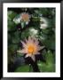 Water Lily, St. Thomas by Bob Coates Limited Edition Pricing Art Print