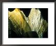 Cave Decorations And Grotto, Carlsbad Caverns National Park, New Mexico, Usa by Scott T. Smith Limited Edition Print