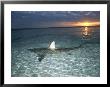 Blacktip Shark Fins, Carcharhinus Limbatus, Slice The Waters Surface by Brian J. Skerry Limited Edition Print