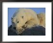 A Portrait Of A Polar Bear by Norbert Rosing Limited Edition Pricing Art Print