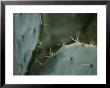 A Close View Of The Sharp Spines On A Prickly-Pear Cactus by Stephen St. John Limited Edition Pricing Art Print